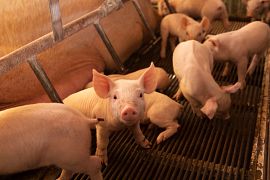 ƯU ĐIỂM CỦA VẮC XIN PHÒNG BỆNH E.COLI BẰNG ĐƯỜNG UỐNG